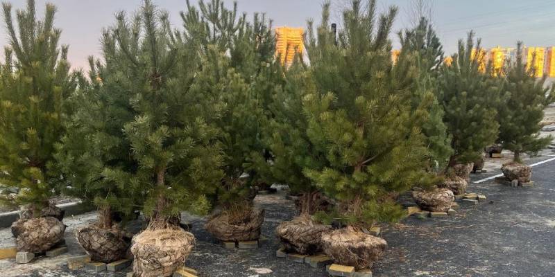 ​В Сургуте и Лянторе высадили более 8 000 саженцев в новых жилых комплексах