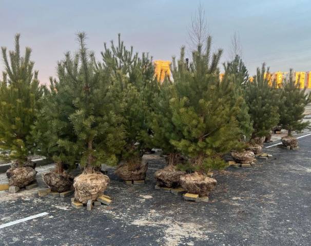 В Сургуте и Лянторе высадили более 8 000 саженцев в новых жилых комплексах В Сургуте и Лянторе высадили более 8 000 саженцев в новых жилых комплексах