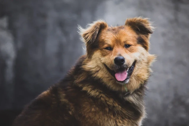 ​Прострелил лапы: живодер искалечил бездомного пса в Нижневартовске