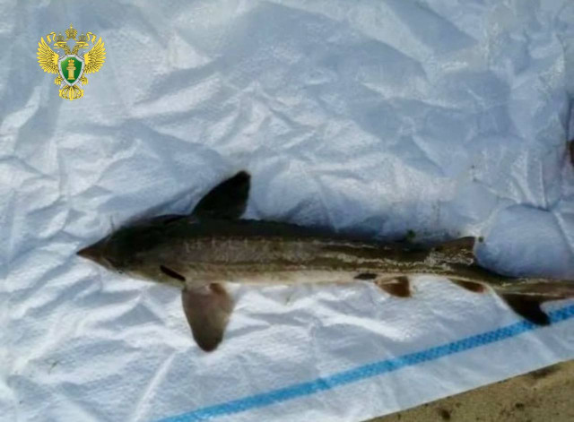 Краснокнижного осетра на полмиллиона выловили два рыбака в ХМАО