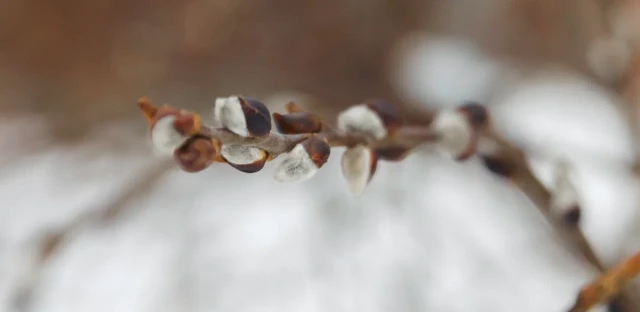 ​В Епархии Югры объяснили, можно ли покупать вербу у уличных торговцев