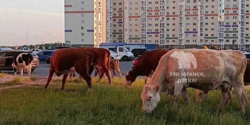 ​В городе нефтяников в ХМАО лошади и коровы питаются с мусорок. ВИДЕО