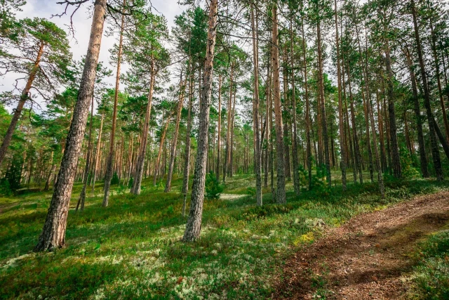 ​Кедр из столицы ХМАО признан одним из самых старых деревьев страны