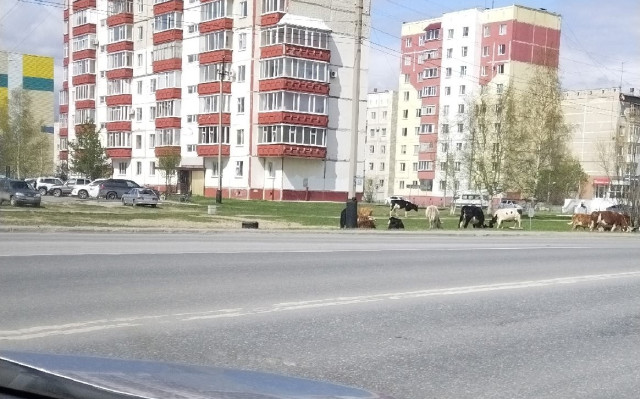 ​Город вместо пастбища: коровы снова заполонили улицы Нефтеюганска. ФОТО