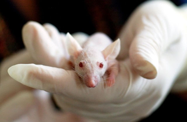 В Оренбургской области 1,5-годовалая девочка отравилась мышиным ядом