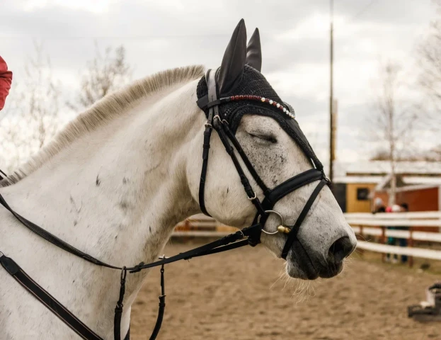 ​Югорский зоолог рассказал о повадках и особенностях символа 2026 года