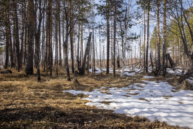 ​Морозы нипочем: за неделю в ХМАО клещи укусили 11 человек