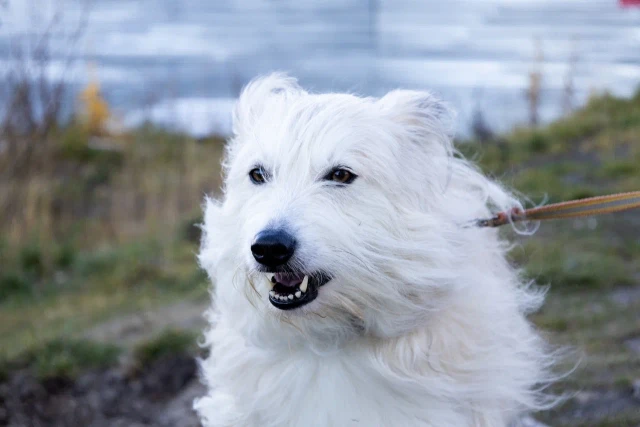 ​Новый тренд весеннего похудения: жители ХМАО заводят собак для повышения активности