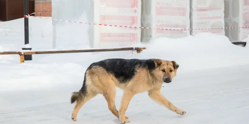 ​Югорчане перед Новым годом активно интересуются услугой передержки животных