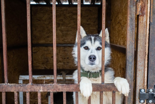 ​В Сургутском районе резко выросло количество собак, брошенных хозяевами
