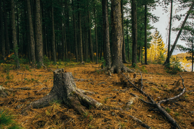 В ХМАО третью неделю не могут найти потерявшегося мужчину