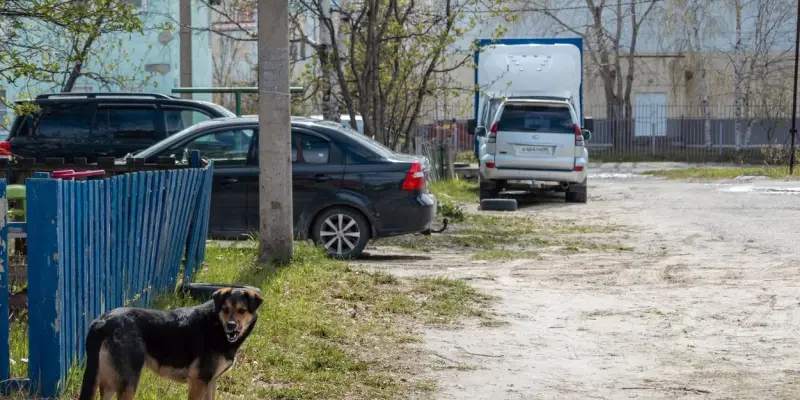 Новые Хатико: в Сургуте собаки уже две недели ждут хозяина на обочине дороги