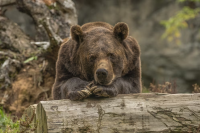 ​Цифровые технологии помогут защитить жителей Севера от неожиданных встреч с бурыми медведями