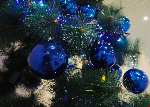 В Сургуте талоны на вырубку елок появятся лишь за две недели до Нового года