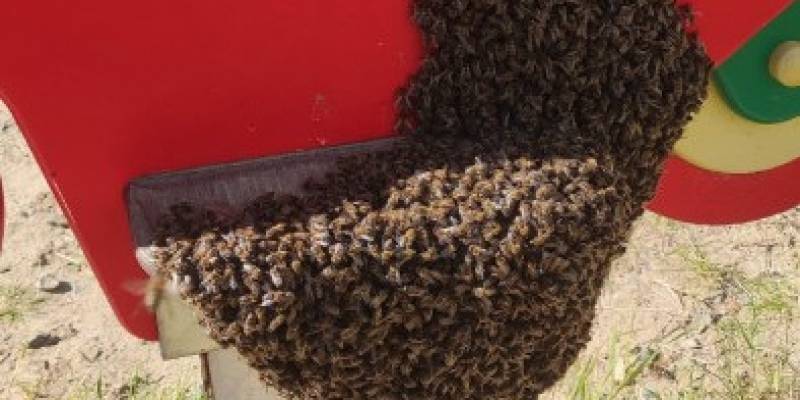 ​Роение пчел и цветение клубники в сентябре: эксперты объяснили аномальные явления в ХМАО