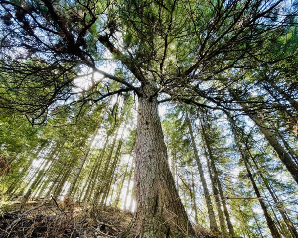 ​Старый кедр из ХМАО претендует на звание лучшего дерева страны