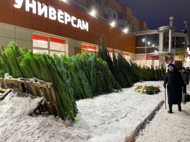 ​На улицах Сургута начали продавать ели и сосны: цены за месяц до Нового года поражают