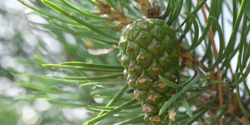 ​В питомниках и теплицах Сибири вырастят 30 млн сосен, елей и кедров