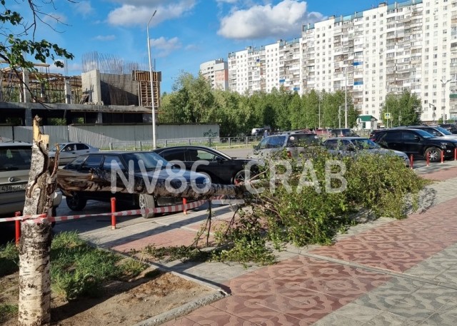 ​В Нижневартовске сильный ветер поломал деревья и сорвал покрытие спортплощадки