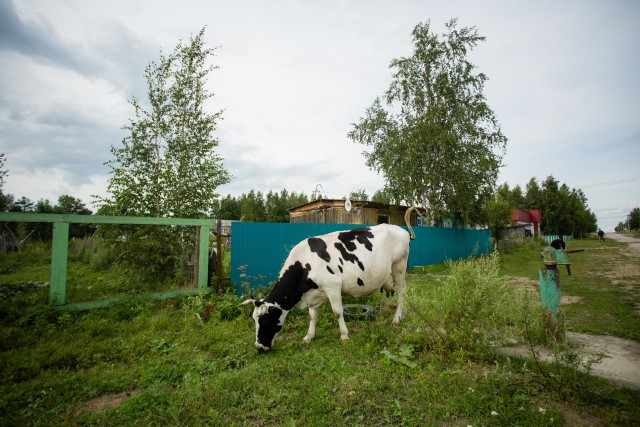 ​Мэр из ХМАО предложил покрасить коров