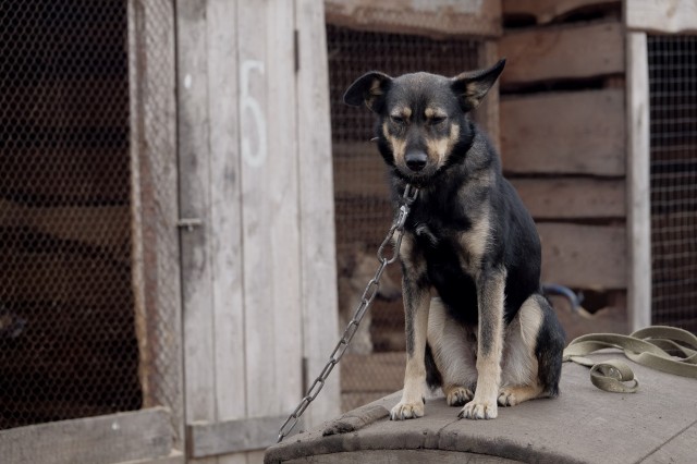 Мошенник оставил без будки собаку из Сургутского района