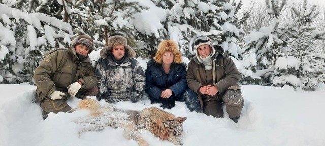 В Югре охотники застрелили волка, напавшего на собаку