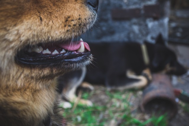 ​Жители города в ХМАО жалуются на агрессивных собак во дворах. Видео