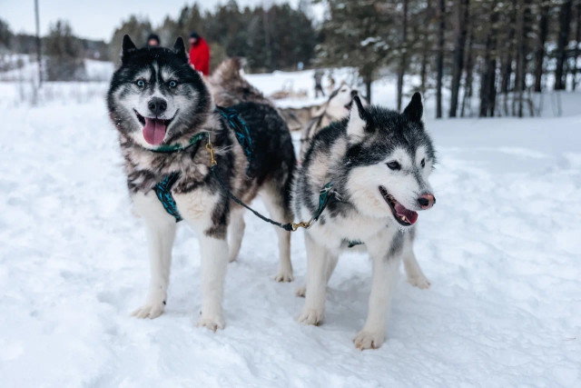 ​Инструкция по отдыху: как провести новогодние каникулы в Сургутском районе