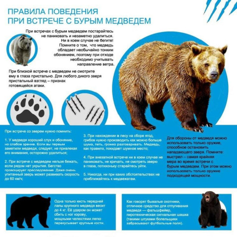 Правила поведения при встрече с бурым медведем Правила поведения при встрече с бурым медведем