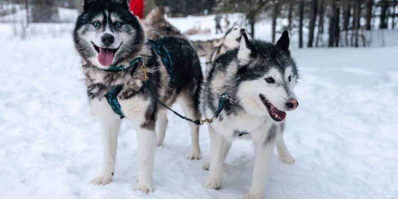 ​Инструкция по отдыху: как провести новогодние каникулы в Сургутском районе