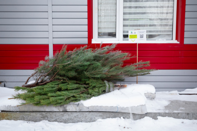 В Сургутском районе жители могут сдать новогодние ели и вторсырье на переработку В Сургутском районе жители могут сдать новогодние ели и вторсырье на переработку