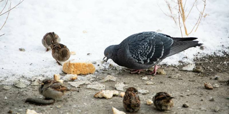 Кусты не пусты Кусты не пусты