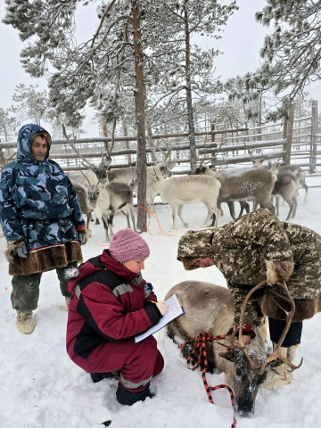 В Сургутском районе ведется вакцинация оленей