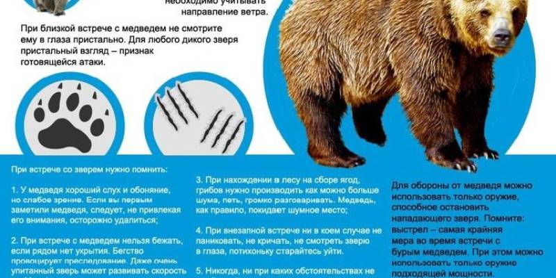 Правила поведения при встрече с бурым медведем