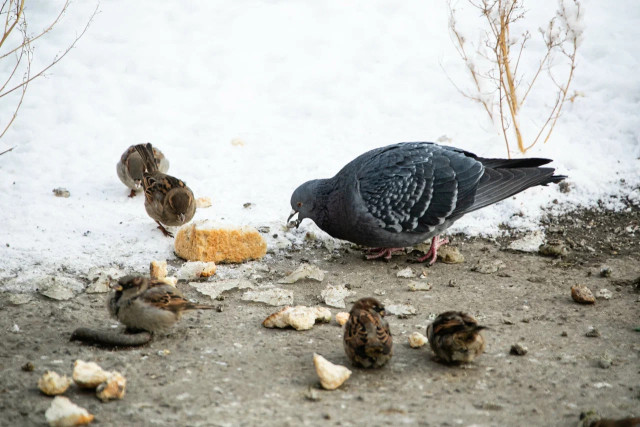 ​Кусты не пусты