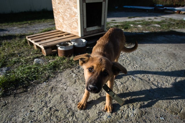 Город в ХМАО атаковали бездомные собаки. В мэрии нет денег на их отлов