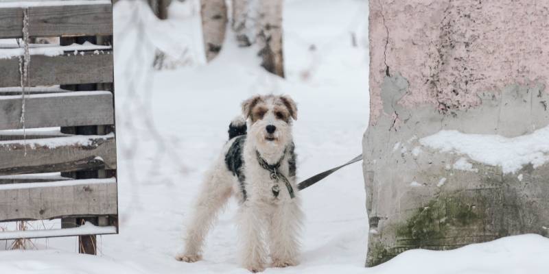 Житель ХМАО сел в тюрьму за убийство друга, ударившего его собаку