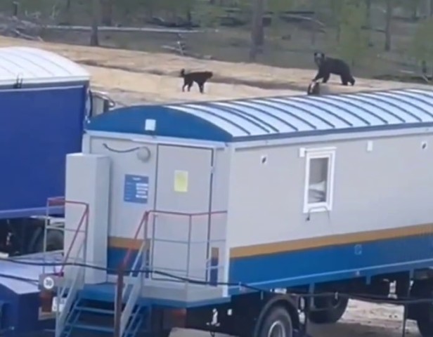 В ХМАО бесстрашные псы спасли нефтяников от медведя на месторождении