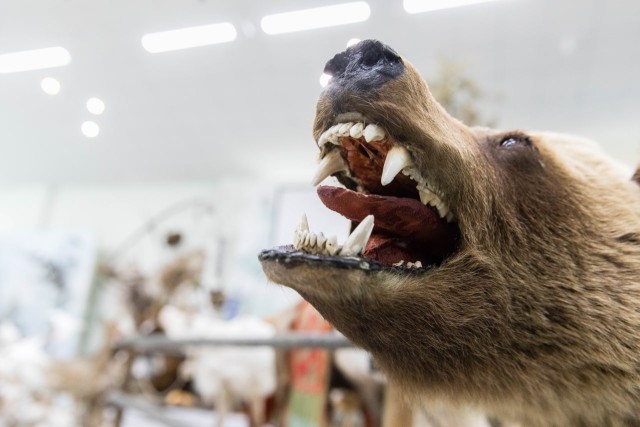 Югорчане провоцируют медведей на нападение