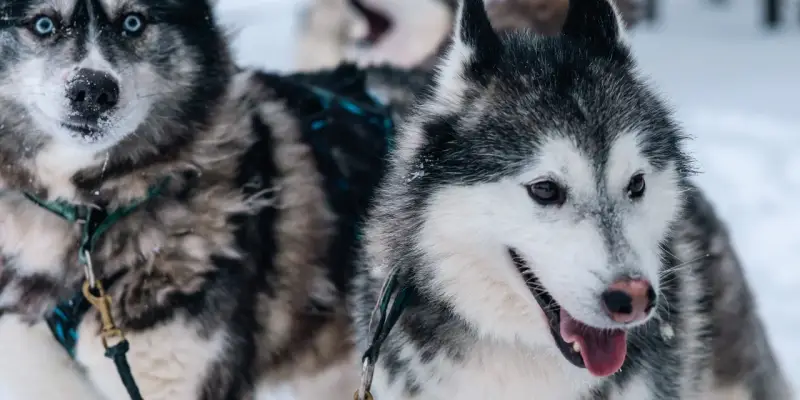 Иранец прокатился в -30 на собачьих упряжках в Сургутском районе Иранец прокатился в -30 на собачьих упряжках в Сургутском районе