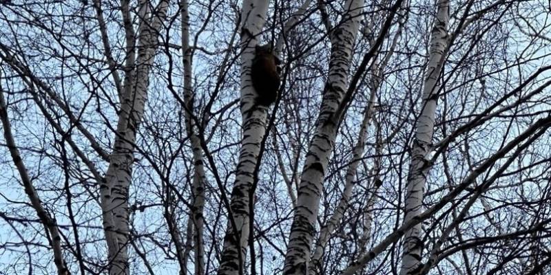 В городе ХМАО жители пытаются спасти «соболя», застрявшего на дереве