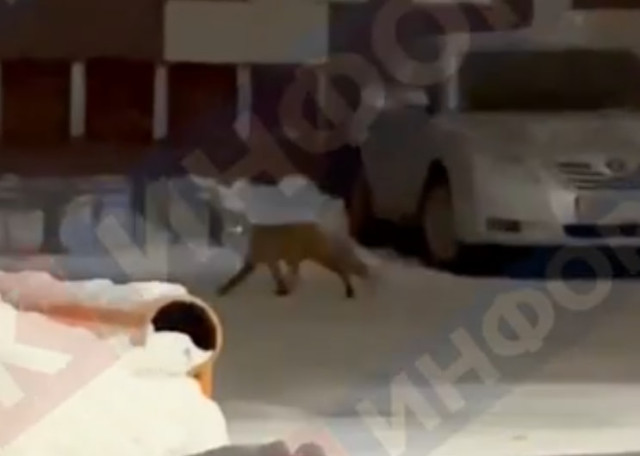 Дикая лисица разгуливала в жилом районе Сургута