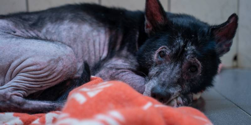 «Корзина доброты» в Югре: сотни килограммов корма от «Пятерочки» переданы бездомным животным «Корзина доброты» в Югре: сотни килограммов корма от «Пятерочки» переданы бездомным животным