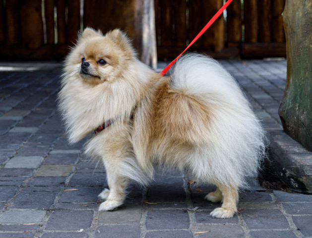 Шпиц получил отек легких и умер после груминга в Сургуте