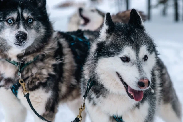Иранец прокатился в -30 на собачьих упряжках в Сургутском районе