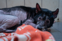 &laquo;Корзина доброты&raquo; в Югре: сотни килограммов корма от &laquo;Пятерочки&raquo; переданы бездомным животным