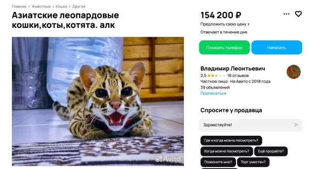 В ХМАО за 154 тыс. рублей продают котят, питающихся зайцами и хомяками