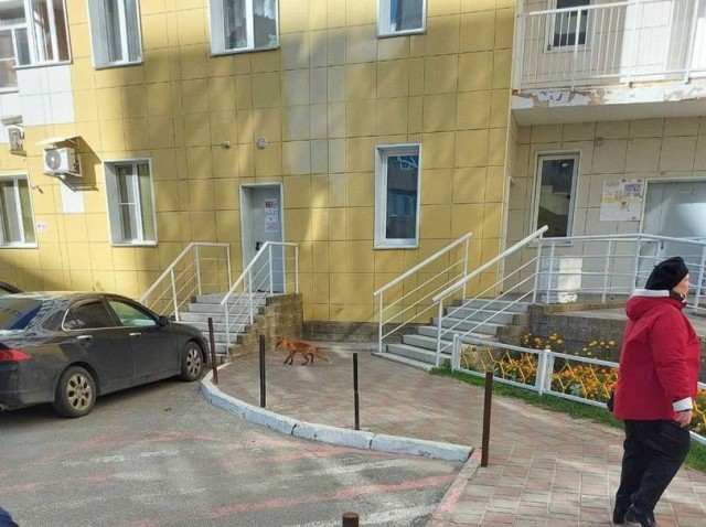 По улицам Ханты-Мансийска гуляет лисенок. Видео