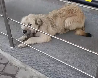 В Сургуте появился Хатико, который ждет своего хозяина возле аэропорта В Сургуте появился Хатико, который ждет своего хозяина возле аэропорта