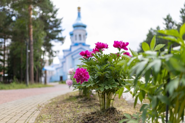 В Сургуте проводят конкурс фото с пионами у женского монастыря В Сургуте проводят конкурс фото с пионами у женского монастыря
